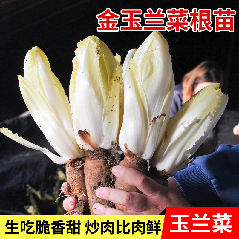 金玉兰菜种子根苗种籽菜种软化菊苣苦苣种孑四季蔬菜金玉兰菜根苗