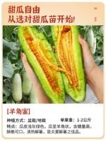 5 деревьев саженцев с медом овец медом