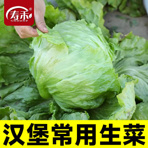 蔬菜种子阳台四季盆栽结球生菜