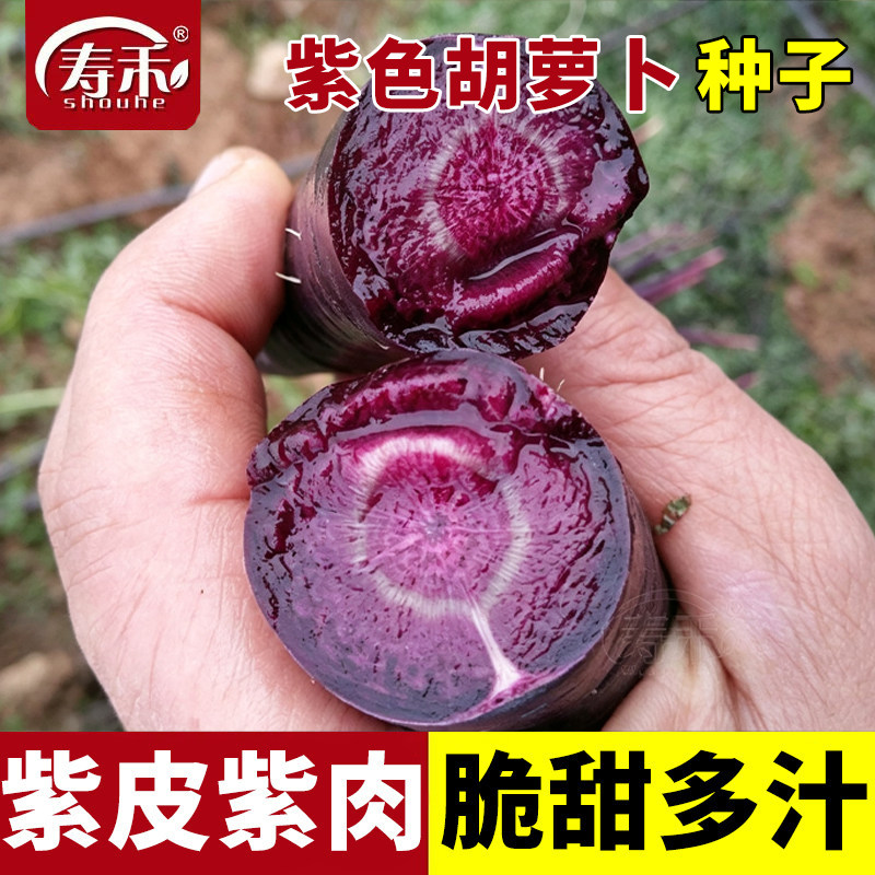 紫色胡萝卜种子生吃脆甜紫黑萝卜籽种糖心易种蔬菜种籽胡罗卜种