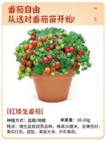 Светло -серый карликовая саженцы из красных томатов 6