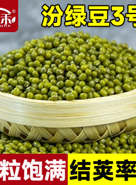 绿豆种子种籽杂粮养生早熟春夏四季蔬菜菜籽豆孑子四季高产绿豆种