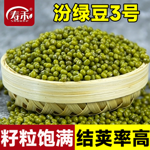 绿豆种子种籽杂粮养生早熟春夏四季蔬菜菜籽豆孑子四季高产绿豆种