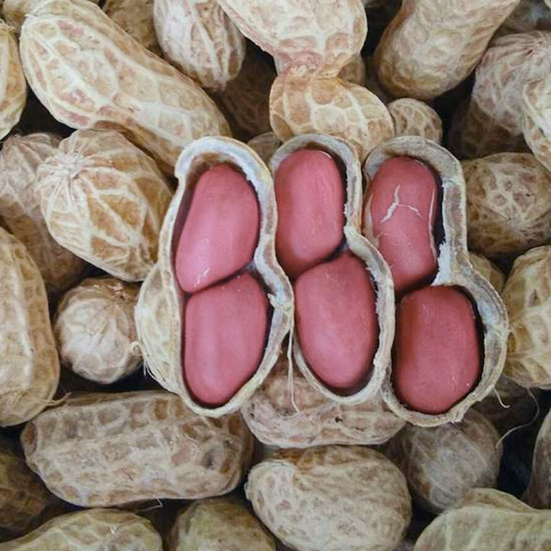 寿禾花生种子高产薄壳红花生大粒南方品种12.8元