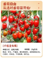 Миллениум -девственные цветочные саженцы