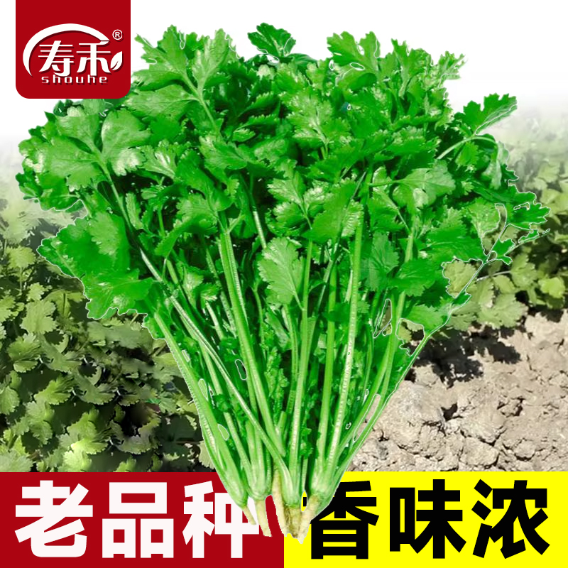 冬季大叶香菜种子种籽籽种盆栽芫荽秋冬蔬菜种孑菜籽四季老品种