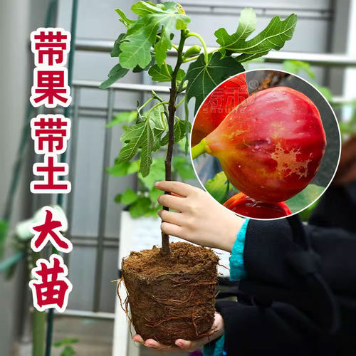 带土果苗四季盆栽种植波姬红