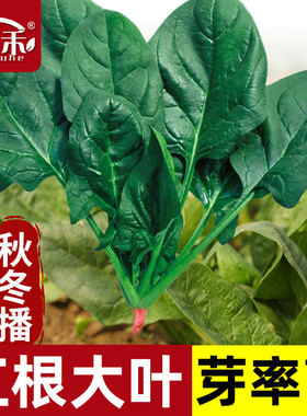 四季菠菜种子种籽孑大叶秋冬季蔬菜红根波菜冬季耐寒冬天大全籽种