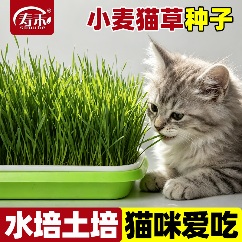 小麦草种子芽苗菜猫草寿禾图片