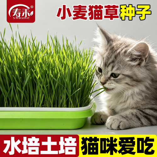小麦草种子芽苗菜猫草寿禾