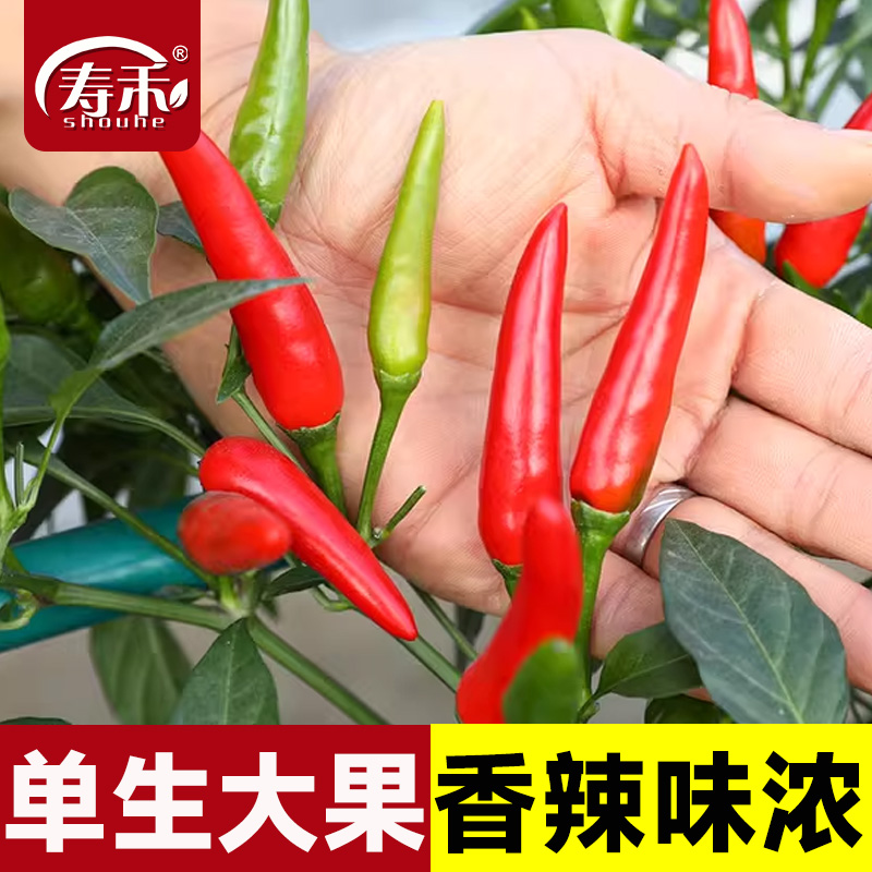 蔬菜大果单生高产籽种朝天椒