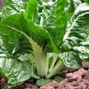 牛皮菜种子种籽莙荙菜重庆根达菜籽种孑厚皮菜青菜菜苗君达菜种