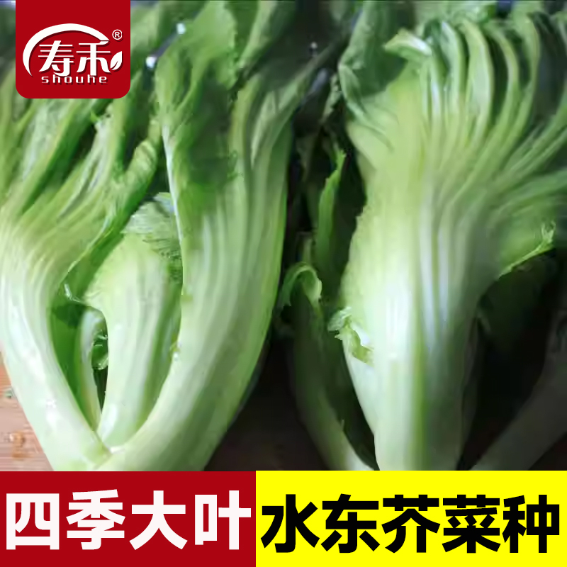 四季种子特大水东芥菜