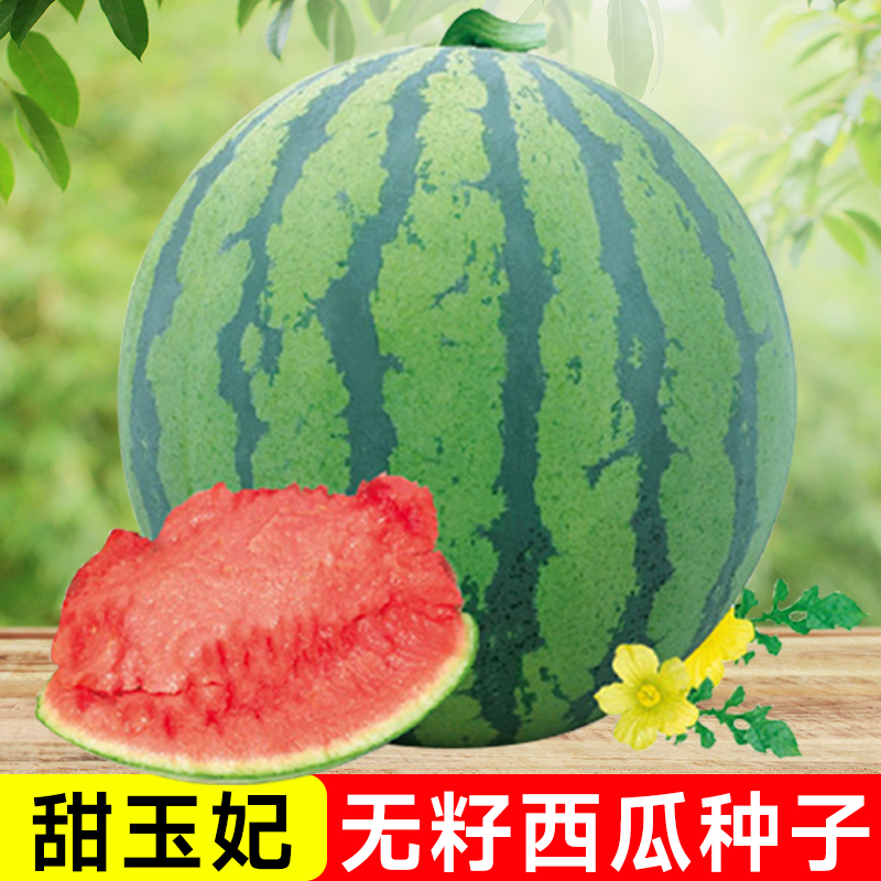 甜玉妃无籽西瓜种子红肉种籽无子香甜西爪高产巨型南方四季水果孑