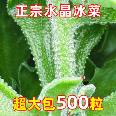 非洲冰草水晶冰菜种子种籽苗秧蔬菜南方种四季菜苗籽种秧苗孑菜籽