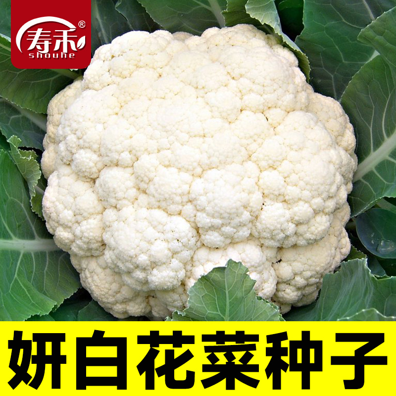 蔬菜雪山花椰菜种子秋季
