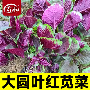 汉菜红圆叶苋菜种子白籽种四季 蔬菜种籽菜籽菜种大全 孑柳叶春季