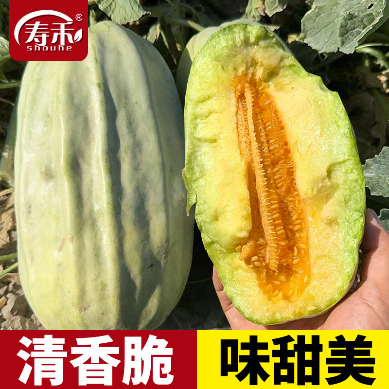 寿禾五月酥甜瓜种子大全香瓜早熟种籽四季春季冰糖子甜瓜菜种籽孑