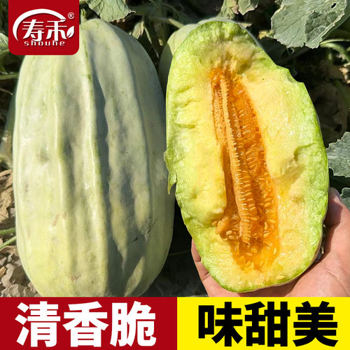 寿禾五月酥甜瓜种子大全香瓜早熟种籽四季春季冰糖子甜瓜菜种籽孑
