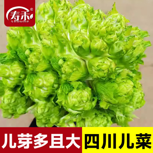 四川儿菜种子种籽芥菜种四季菜种娃娃菜蔬菜抱儿菜孑菜籽秋季早熟