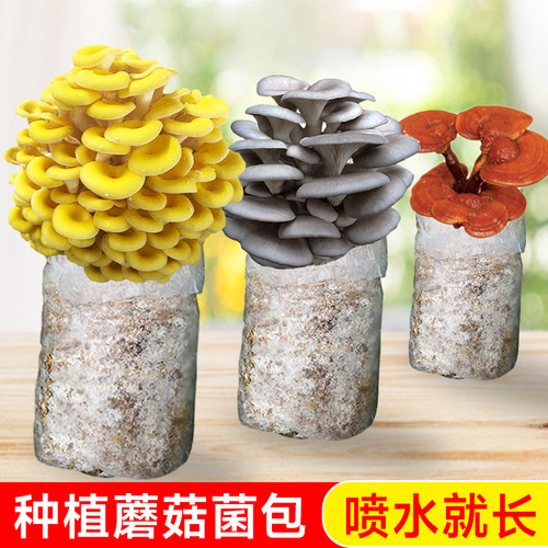 蘑菇种植包在家种菌包平菇榆黄磨菇种可食用自种