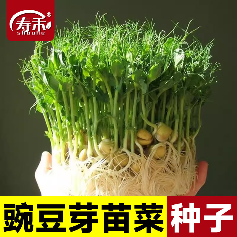 豌豆芽苗菜种子黄豆苗种黑豆水培图片