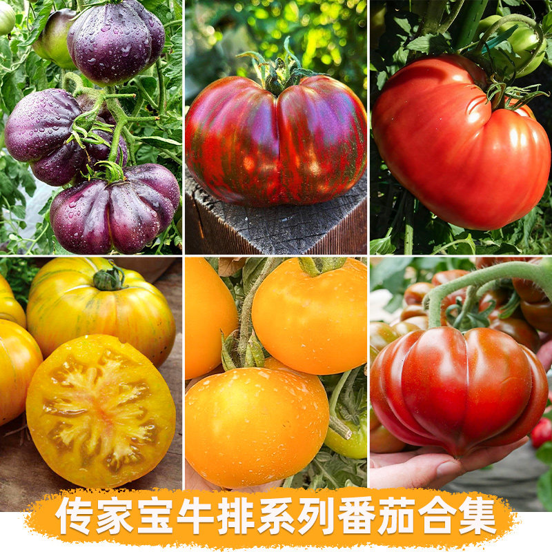 寿禾传家宝番茄种子牛排大番茄西红柿老品种四季蔬菜种籽高产超甜,鲜花速递/花卉仿真/绿植园艺,家庭园艺种子,淘宝优惠券,粉丝福利购,淘宝优惠卷