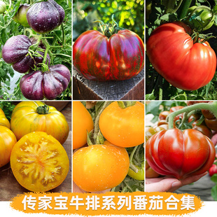 寿禾传家宝番茄种子牛排大番茄西红柿老品种四季蔬菜种籽高产超甜