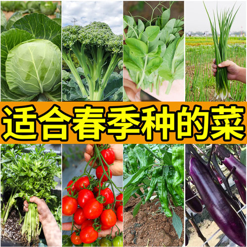 蔬菜种子大全适合春季种的青菜种籽各种菜子种香菜生菜冬季菠菜孑