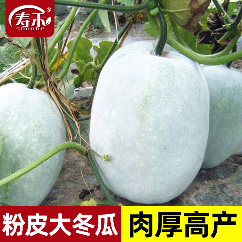 特大冬瓜种子特大阳台四季盆栽
