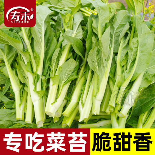 白菜苔种子种籽大全苔菜四季