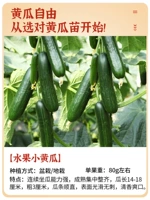 Фрукты маленькие саженцы огурца 5 деревьев