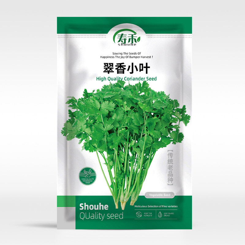 农家小叶香菜种子苗蔬菜老品种莱图片