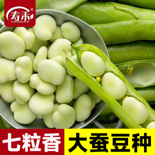 七粒香大胡豆蚕豆种籽种子特大高产本地早熟蔬菜阳台盆栽四季菜种