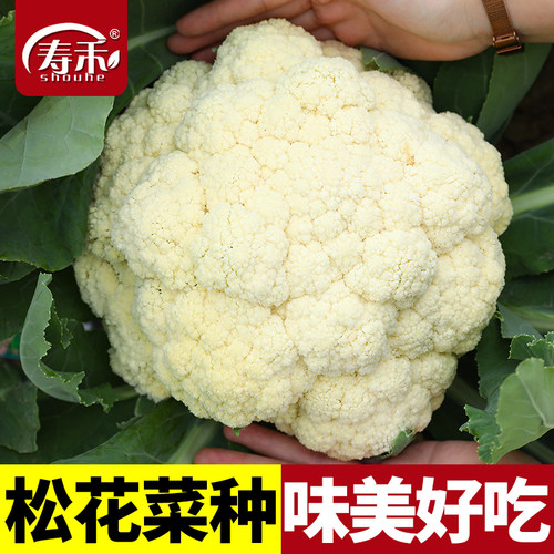 青梗松花菜种子种籽秋后花菜菜花台湾秋季秧苗孑秧带土蔬菜苗籽种