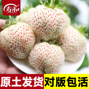 天使白草莓苗奶油草莓苗四季 结果种植苗带土白食用苗种秧种苗随珠