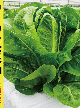 紫罗马生菜种子种籽紫叶红叶蔬菜直立紫色四季籽种盆栽菜籽孑大