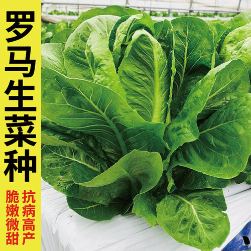 蔬菜种子紫色四季盆栽罗马生菜