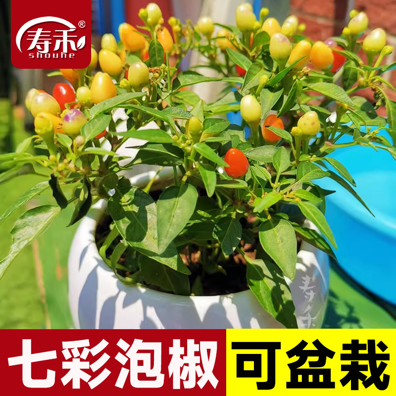 蔬菜种子苗食用盆栽广西五彩椒