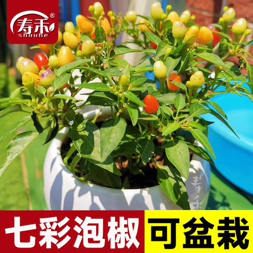 蔬菜种子苗食用盆栽广西五彩椒