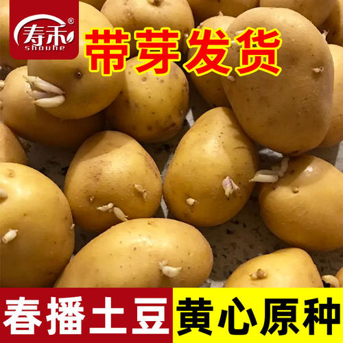 高产黄皮土豆种原种孑种子马铃薯种黄心带芽原种地瓜秋季春季种籽