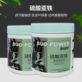 Серо серная серная цветочный жир цветочный цветок для жира сада цветет жир рододендрон Osmanthus antiellow Leav