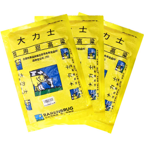 喂牛甜高粱甜高粱四季牧草种子