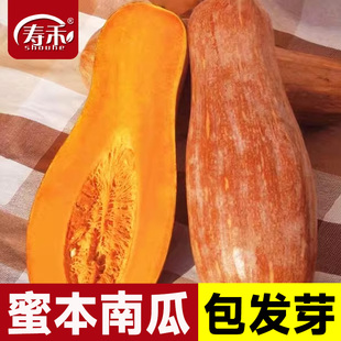 蜜本南瓜种子种籽苗食用香甜早熟秧蔬菜孑菜种长纯种密本带土秧苗