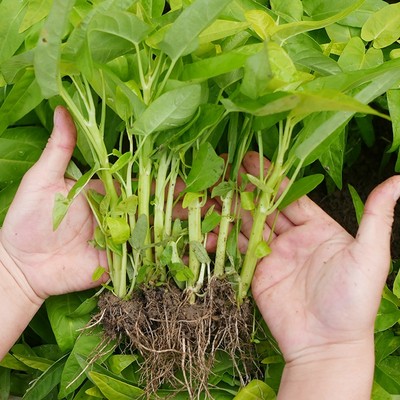 竹叶空心菜种子种籽苗四季菜苗带根柳叶蔬菜菜籽水孑大叶青菜菜种