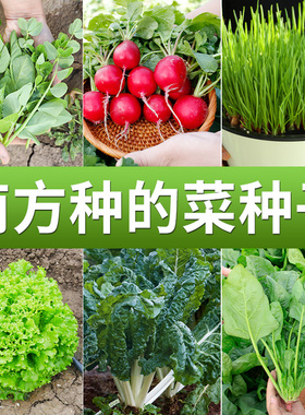 适合南方种的蔬菜种子大全四季生菜香菜菠菜萝卜9月份菜籽九月
