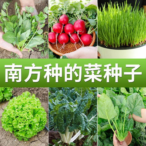 小香葱种子可食用阳台盆栽