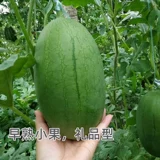 Ша Туо № 3 Huangxin Huangxin Little Abrimelon Seed Seed Polycladia High -Yield Южный четыре сезона