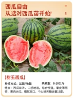 5 саженцев из красного сладкого короля в арбузах 5 деревьев