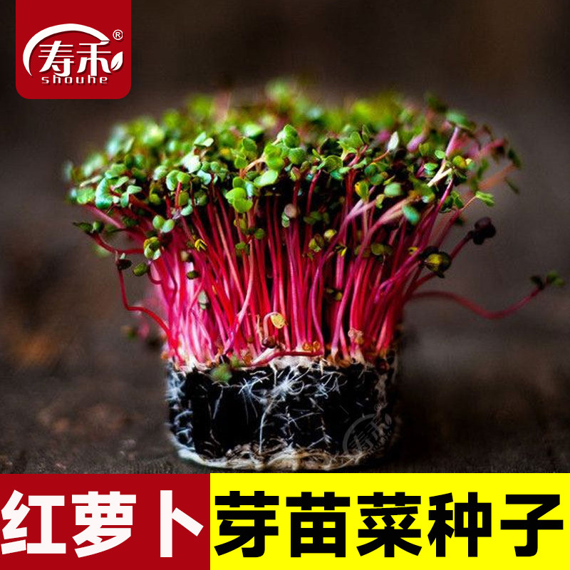红萝卜苗种子种籽苗种青萝卜籽种水培芽苗菜四季青菜孑菜籽菜种